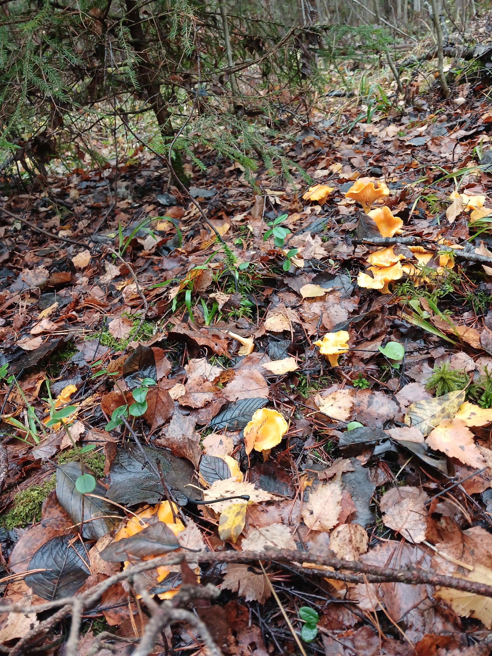Жители Тверской области продолжают собирать маслята, лисички и белые