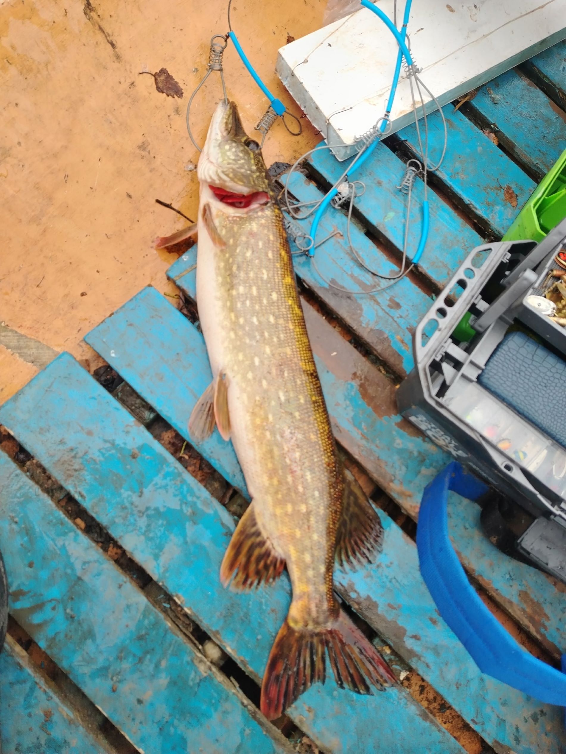 Рыбаки Тверской области закрывают сезон большими щуками