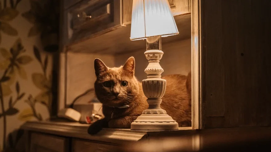 отключат свет