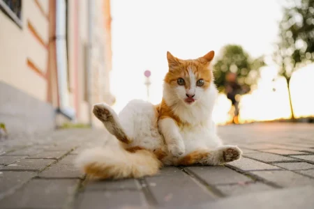 В 2026 году владельцы домашних животных в России должны чипировать питомцев домашних животных