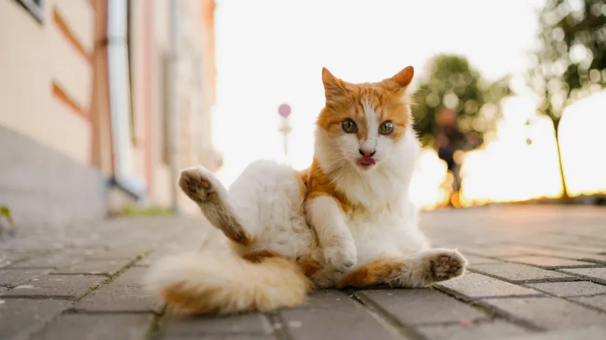 домашних животных