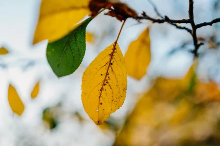 Зима отменяется: теплая погода остается в Тверской области Погода