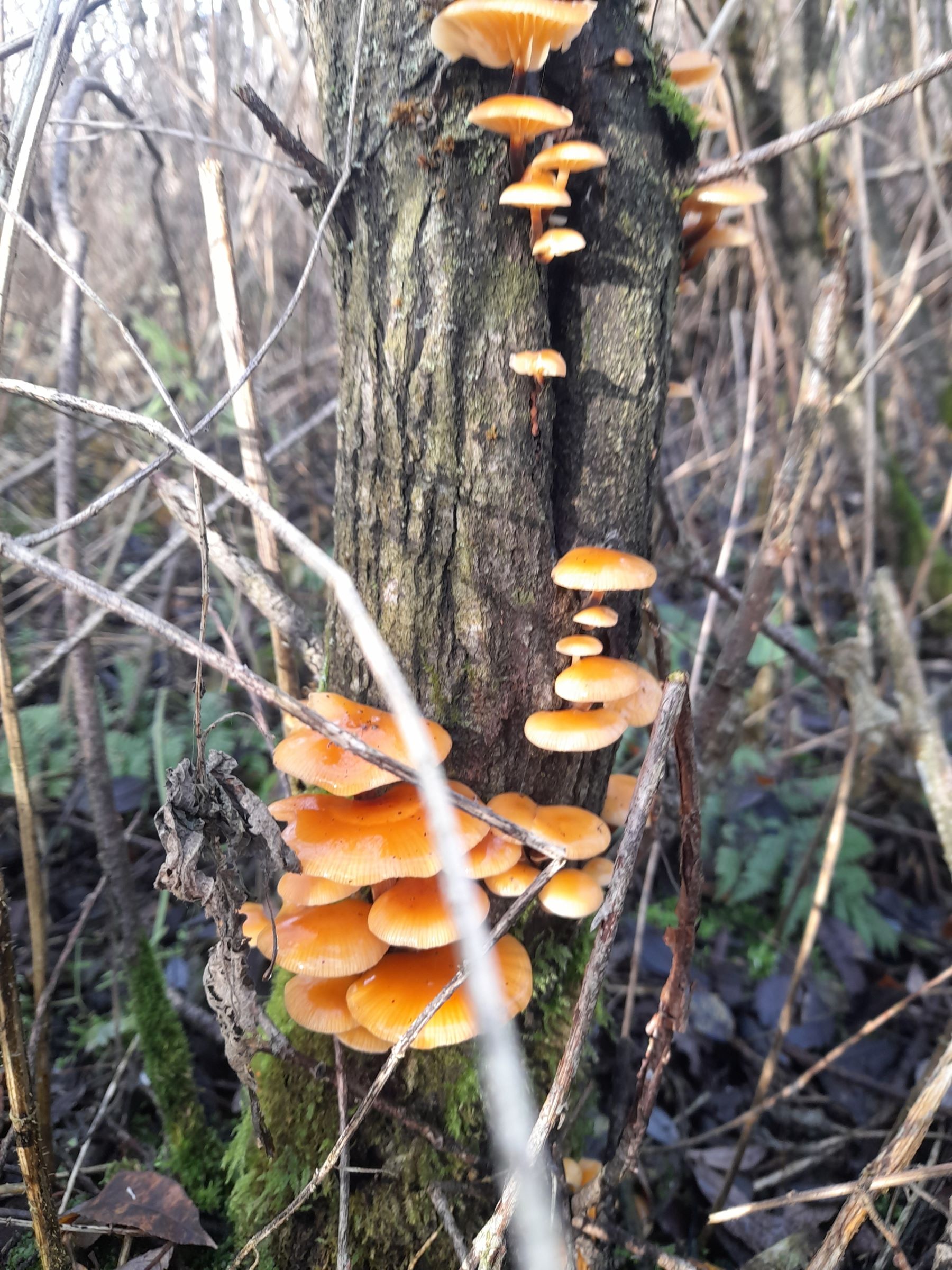 Жители Тверской области продолжают собирать маслята, лисички и белые