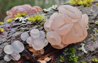 Жительница Тверской области нашла гриб-загадку гриб-загадку