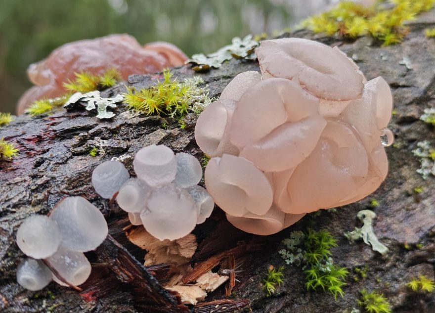 гриб-загадку