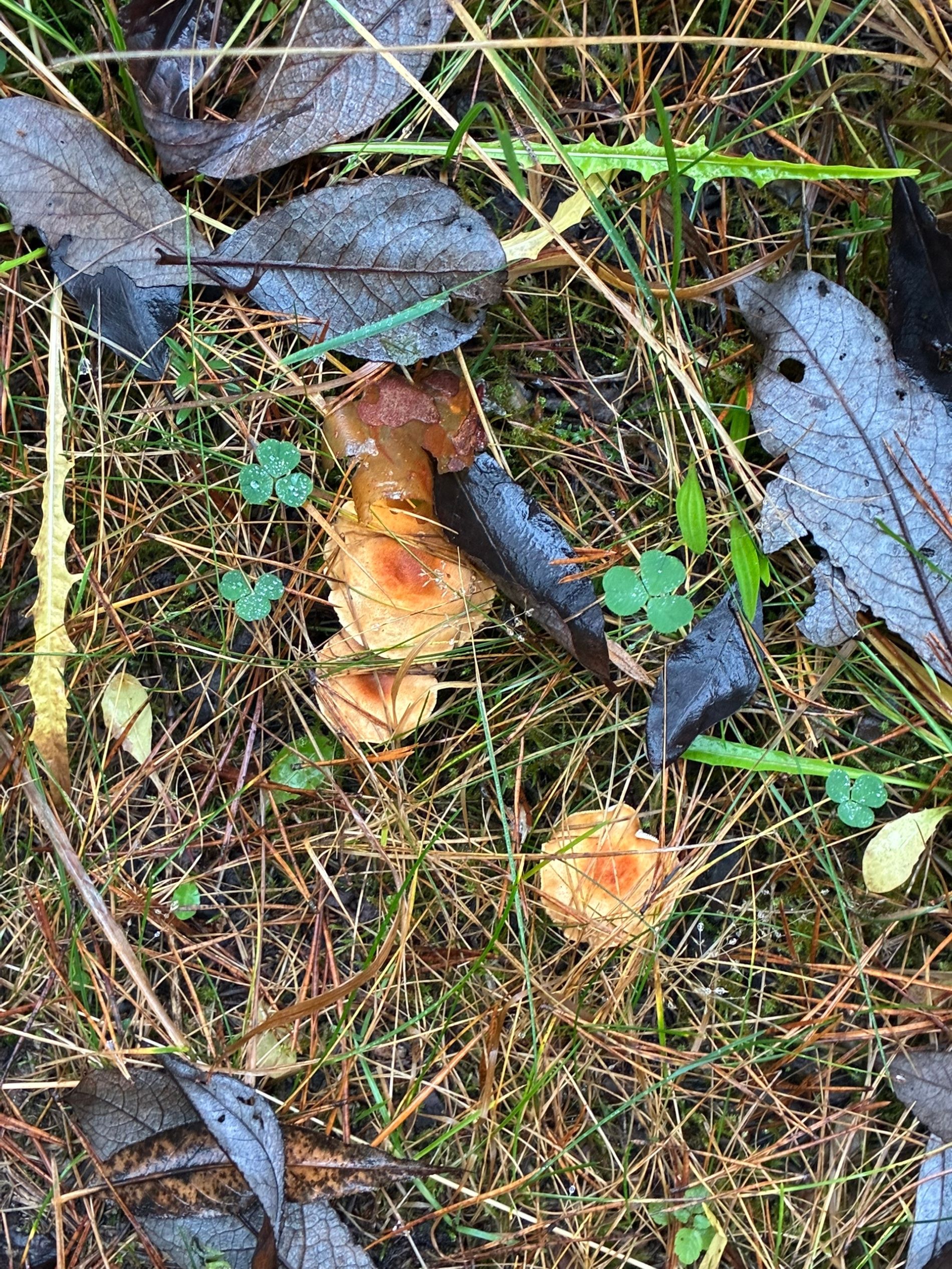 Жители Тверской области продолжают собирать маслята, лисички и белые