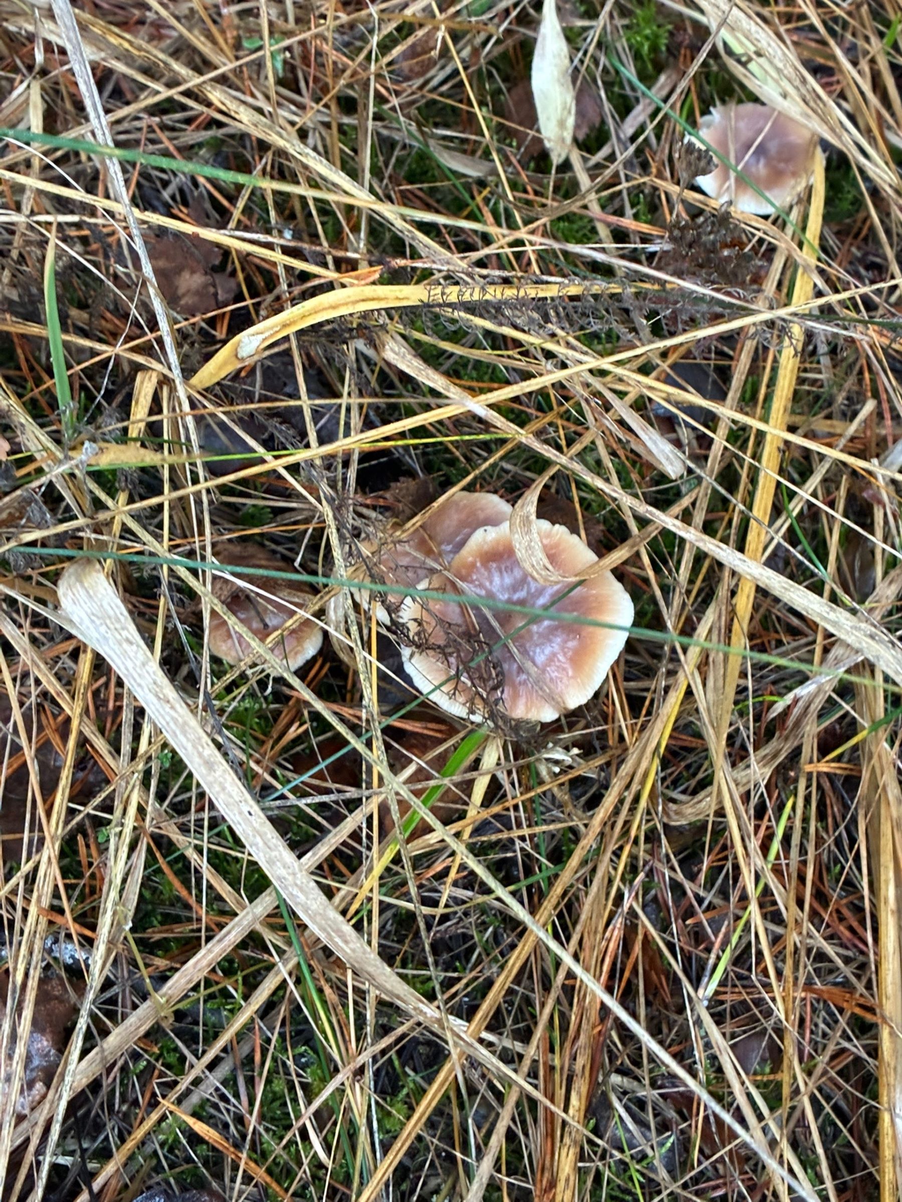 Жители Тверской области продолжают собирать маслята, лисички и белые