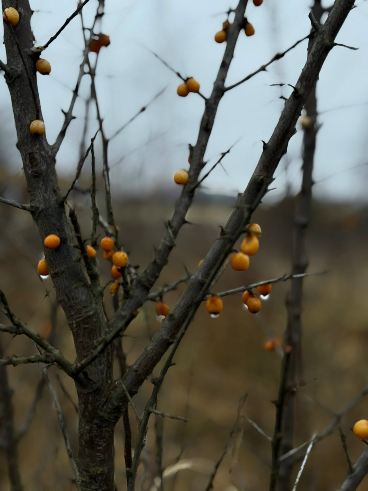 Волонтеры Тверской области рассказали историю поиска с необычным финалом