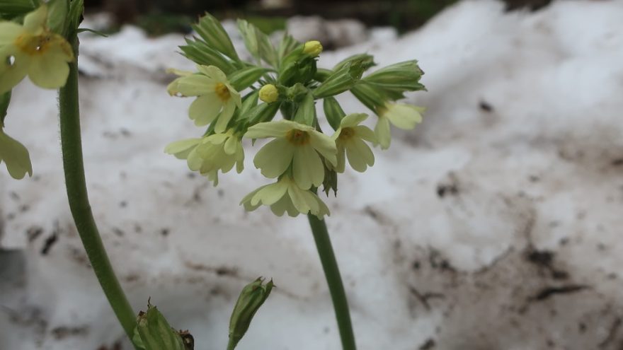 В Тверской области распустились первоцветы и ромашки