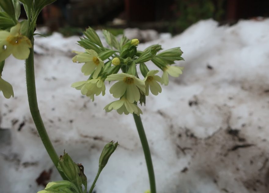 В Тверской области распустились первоцветы и ромашки