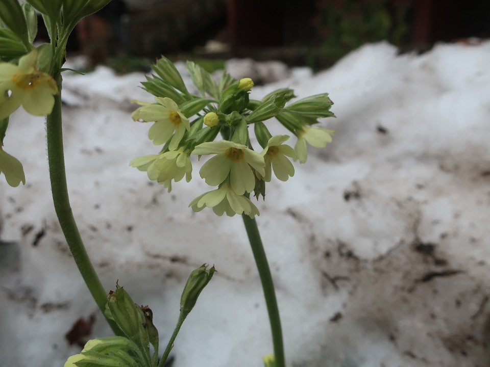 В Тверской области распустились первоцветы и ромашки