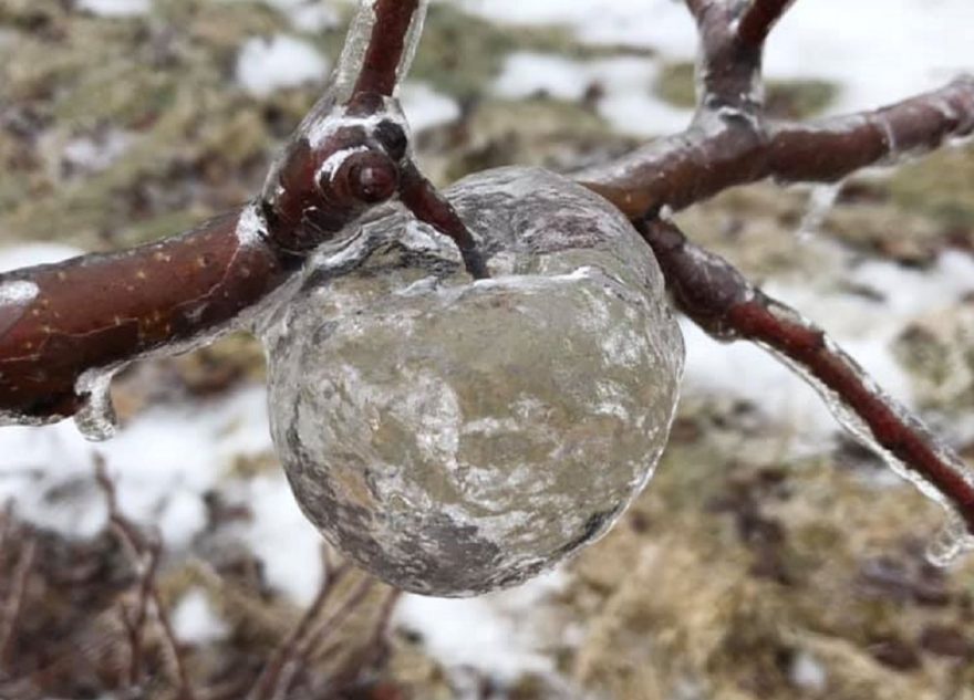 яблоки-призраки