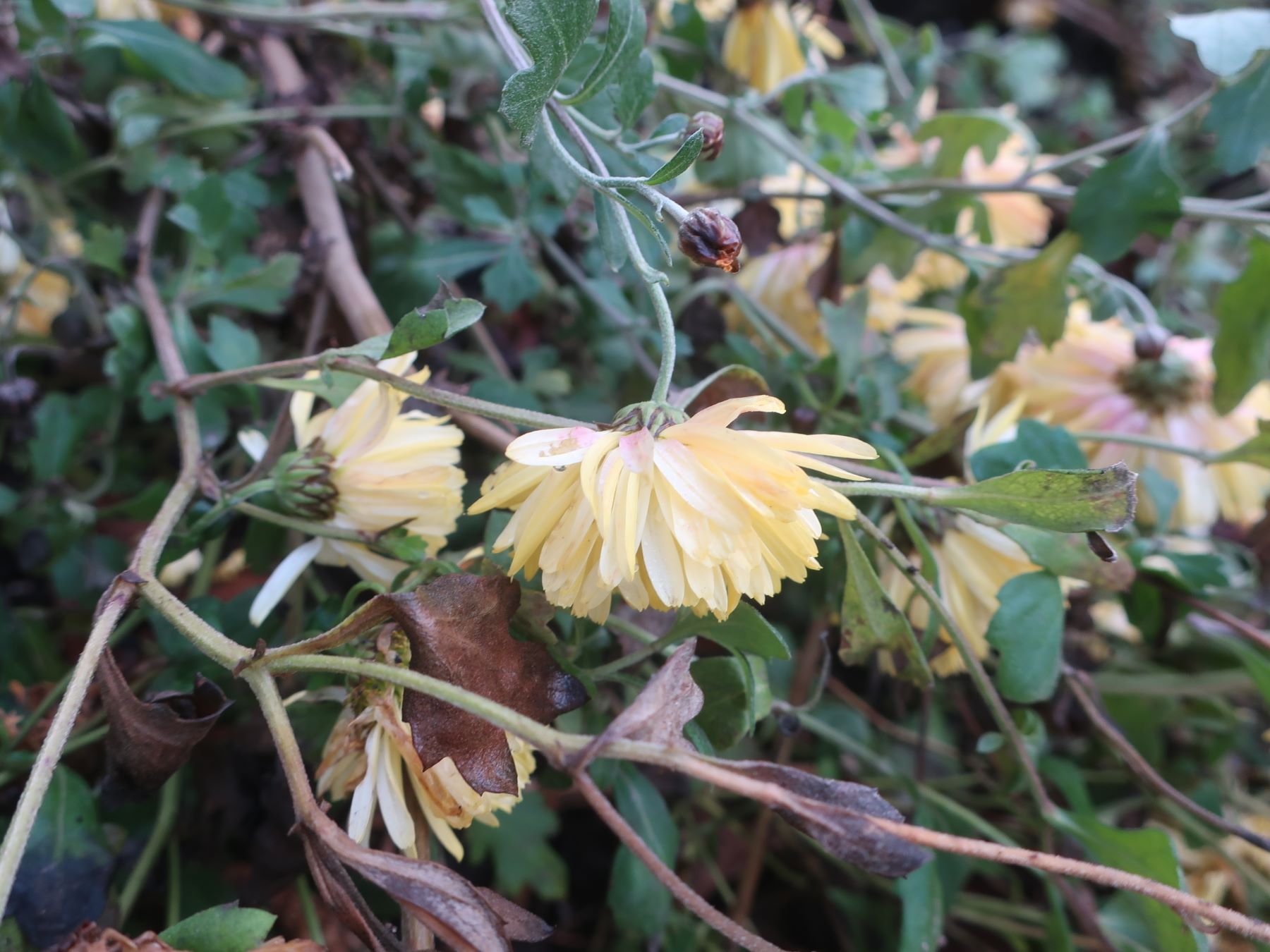 С наступлением зимы жителей Тверской области поздравили цветущим репортажем