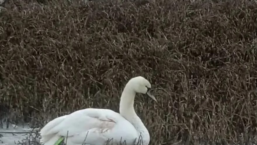 В Тверской области спасли лебедя с раненым крылом