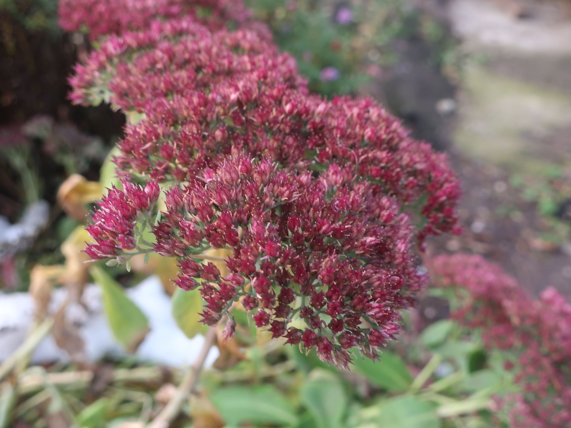 С наступлением зимы жителей Тверской области поздравили цветущим репортажем