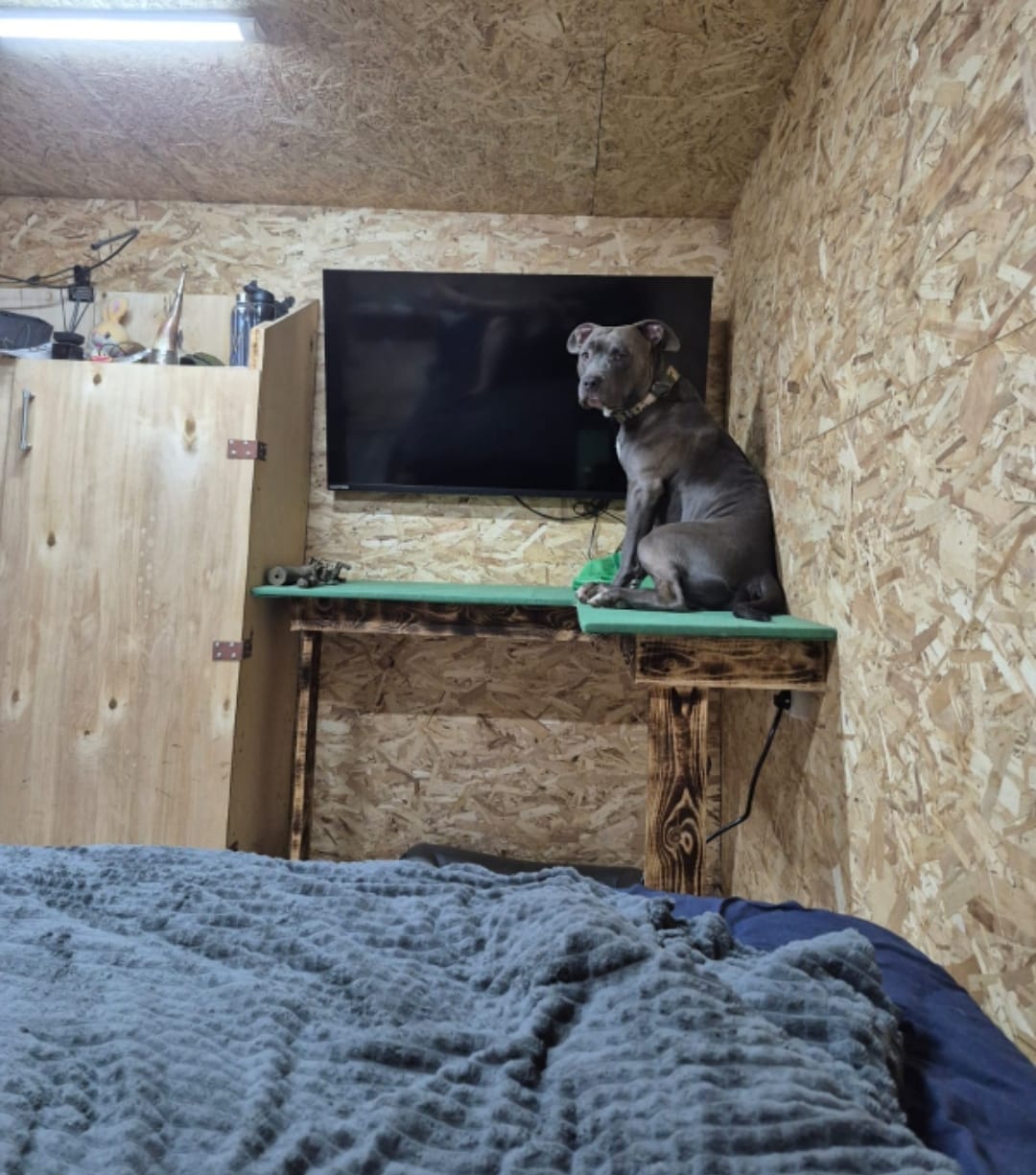 Пес из зоны СВО ищет дом в Тверской области