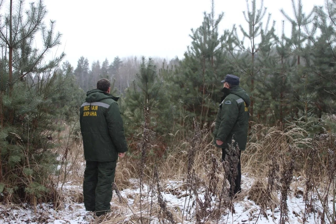 В Тверской области усилили охрану хвойных деревьев от незаконных рубок
