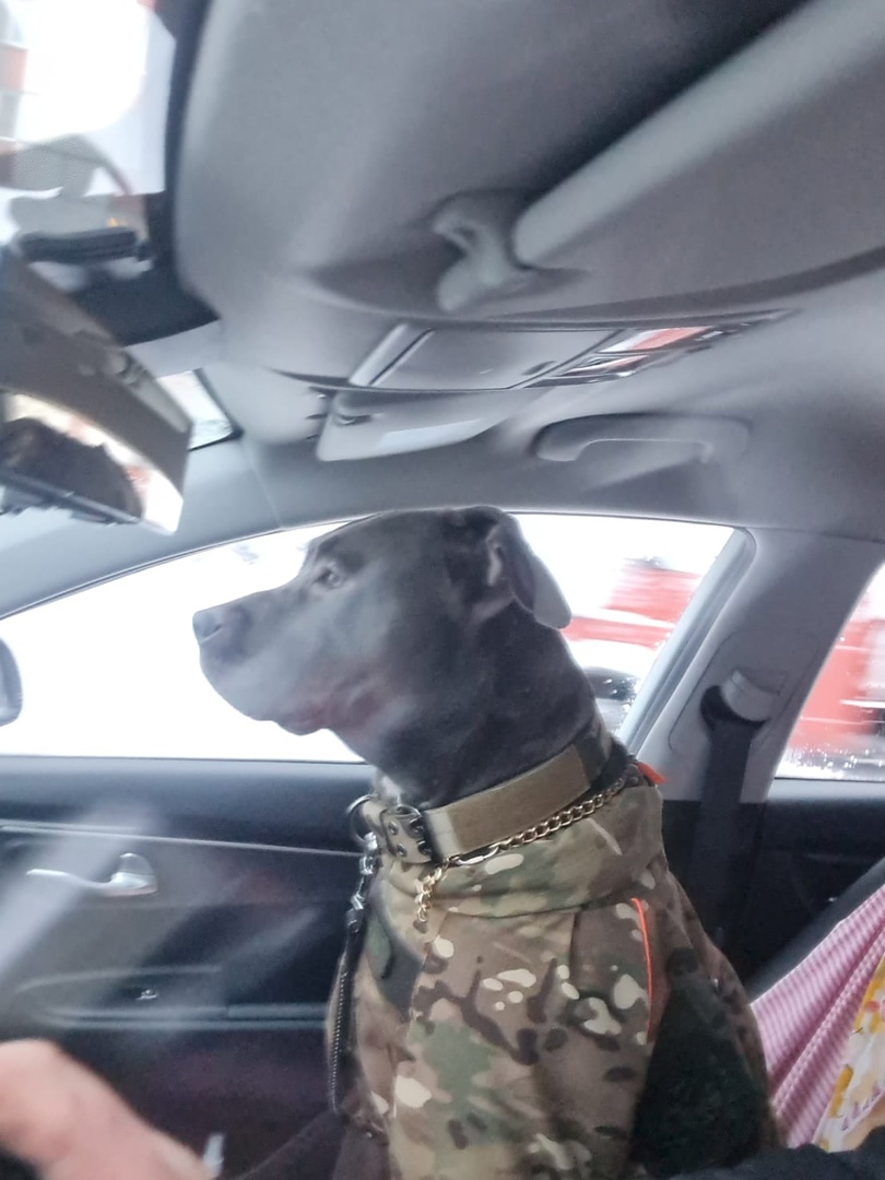 Пес из зоны СВО ищет дом в Тверской области