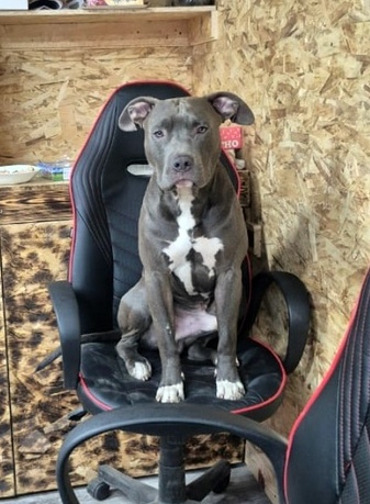 Пес из зоны СВО ищет дом в Тверской области