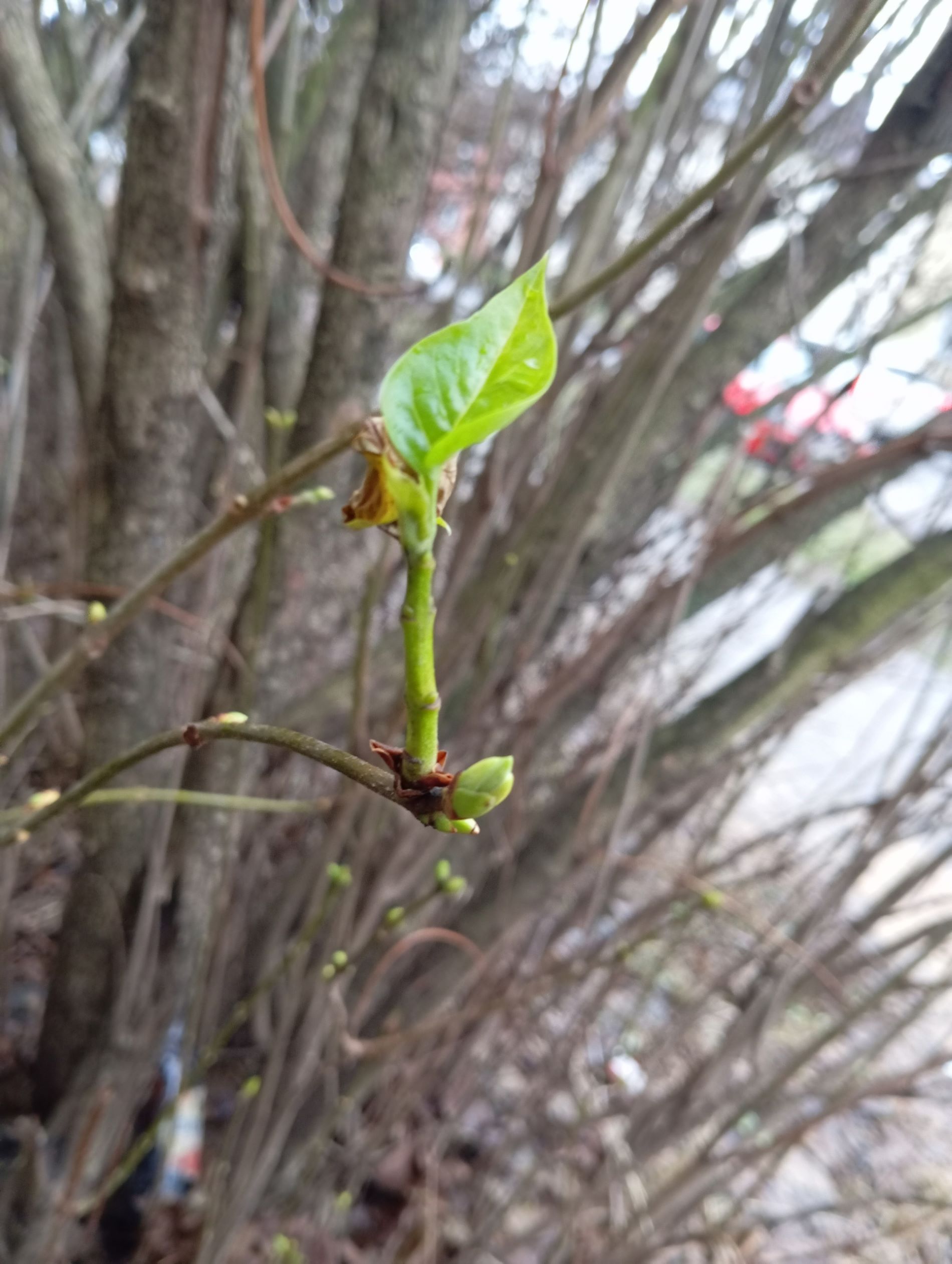 С наступлением зимы жителей Тверской области поздравили цветущим репортажем