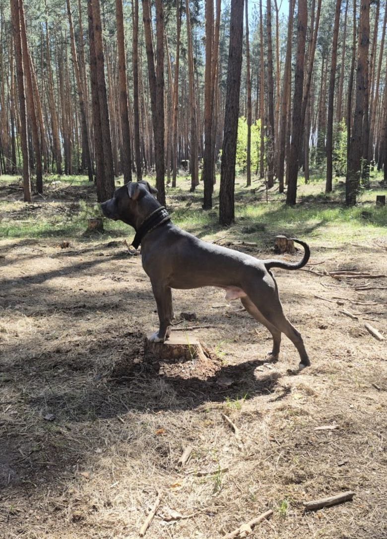 Пес из зоны СВО ищет дом в Тверской области