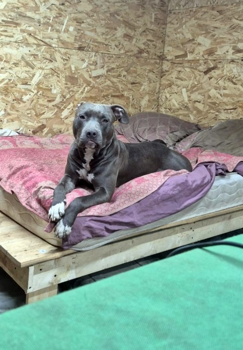 Пес из зоны СВО ищет дом в Тверской области