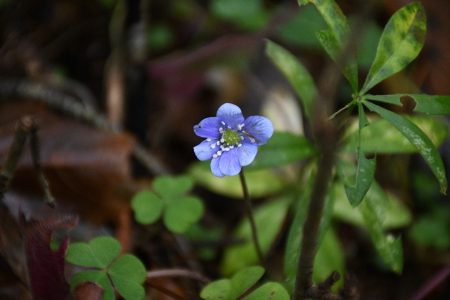 распустились цветы