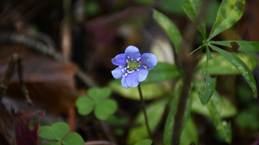 распустились цветы