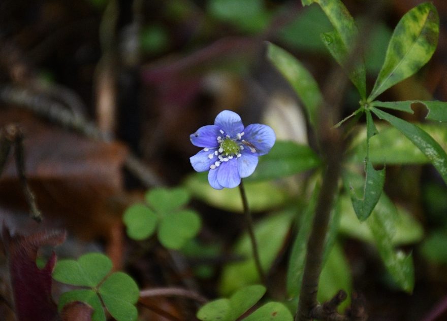 распустились цветы
