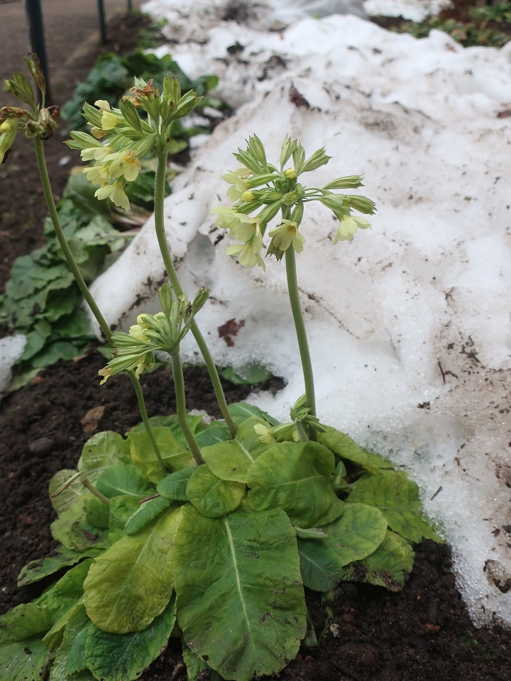 В Тверской области распустились первоцветы и ромашки