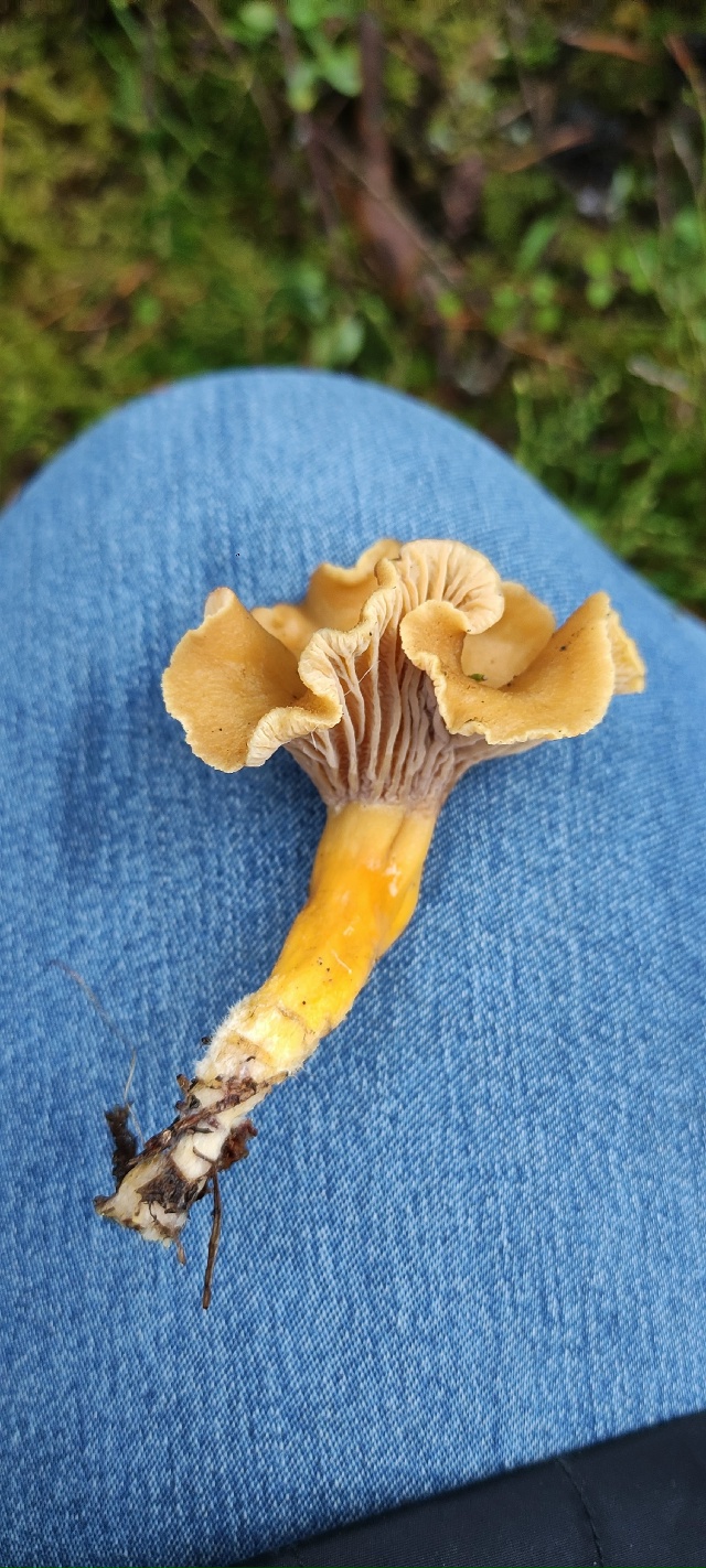 Жители Тверской области собирают зимние лисички и другие грибы