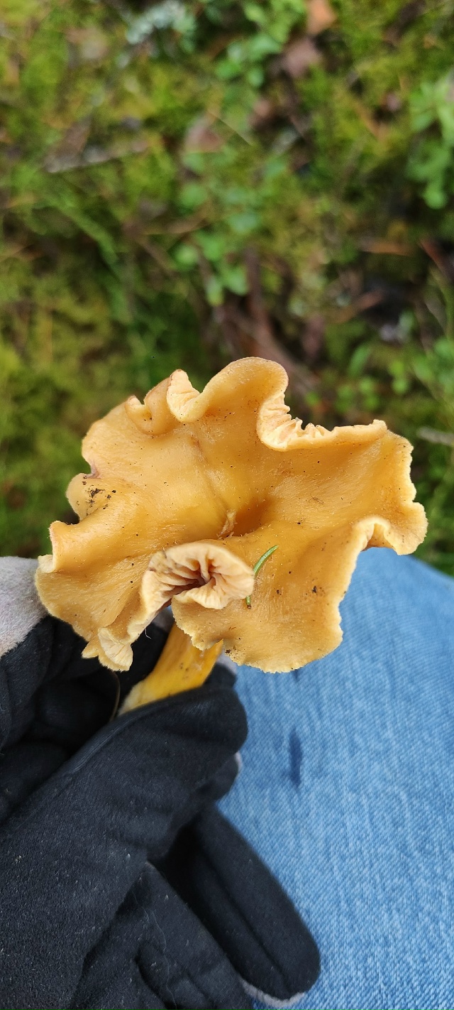 Жители Тверской области собирают зимние лисички и другие грибы