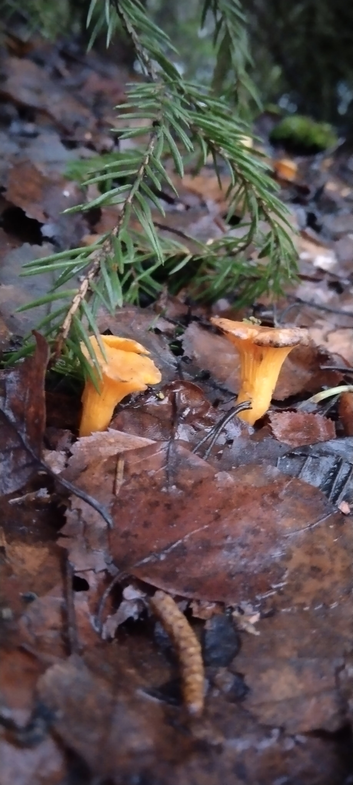 Жители Тверской области собирают зимние лисички и другие грибы