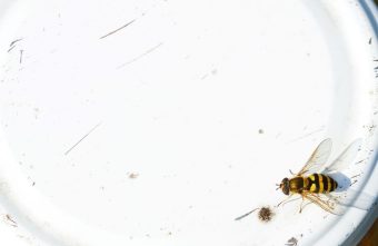 Агрессивные осы нападают на жителей центральной России в декабре осы