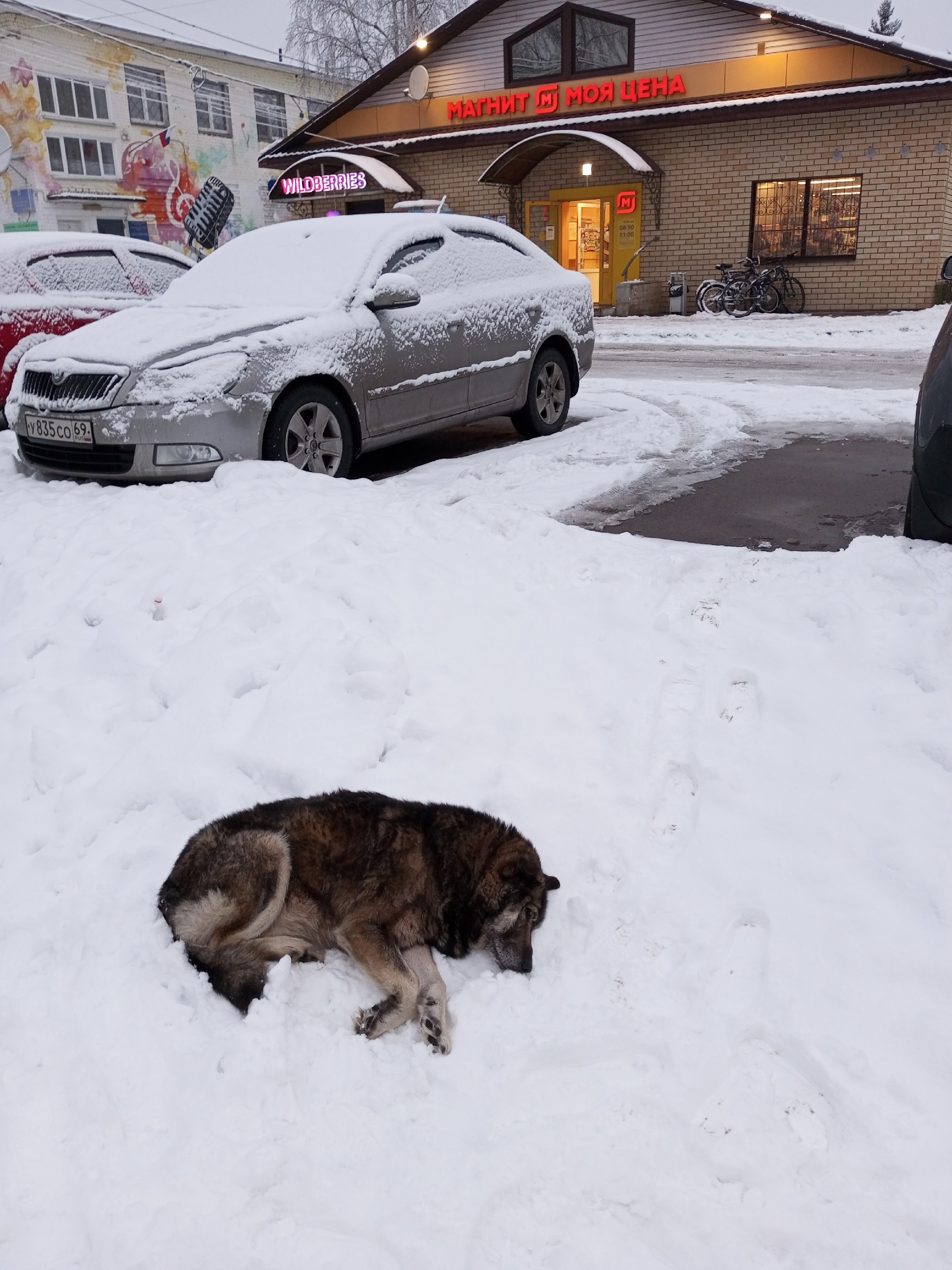 Жителей Тверской области просят помочь дворовому псу Мишке