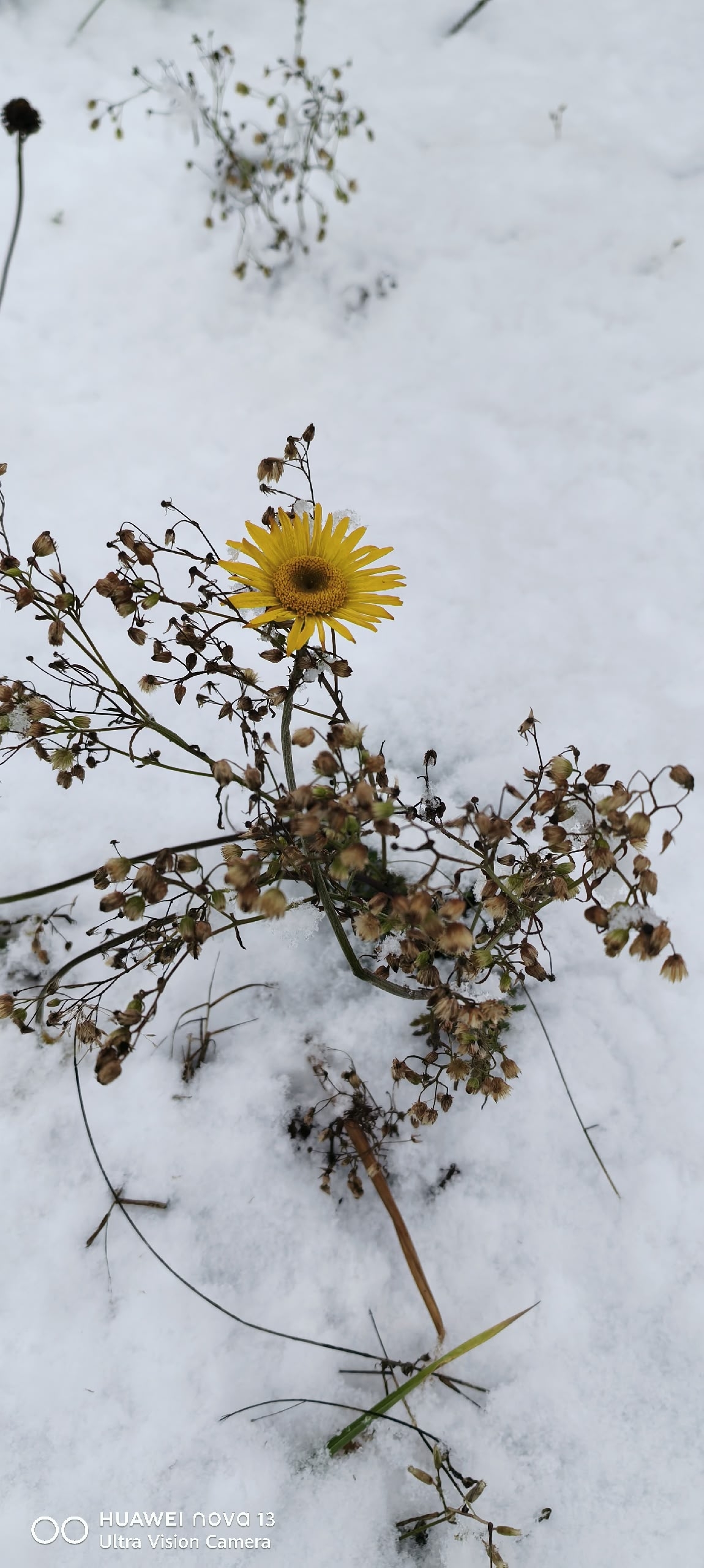 В Тверской области распустились первоцветы и ромашки