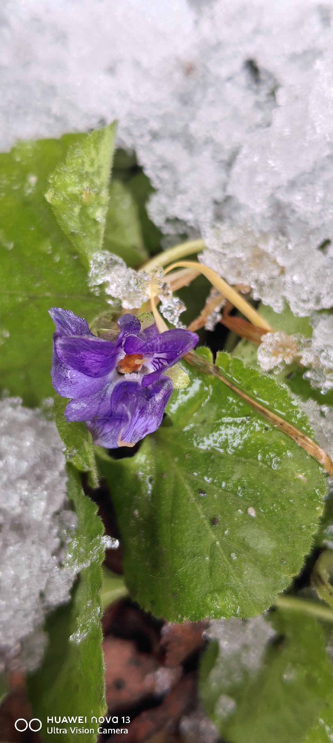 В Тверской области распустились первоцветы и ромашки