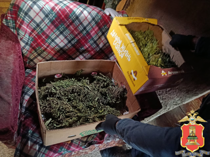 У жителя Тверской области нашли огород конопли