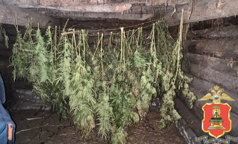 У жителя Тверской области нашли огород конопли