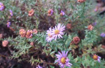 С наступлением зимы жителей Тверской области поздравили цветущим репортажем зимы