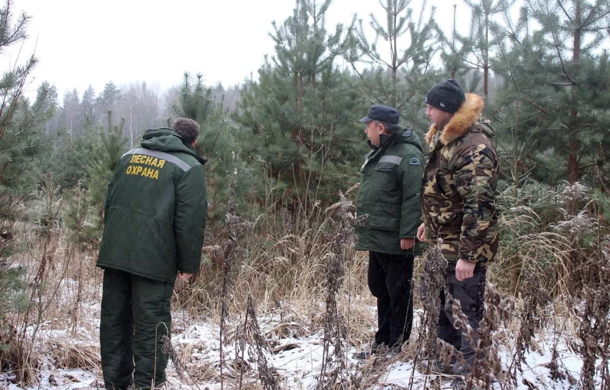 В Тверской области усилили охрану хвойных деревьев от незаконных рубок