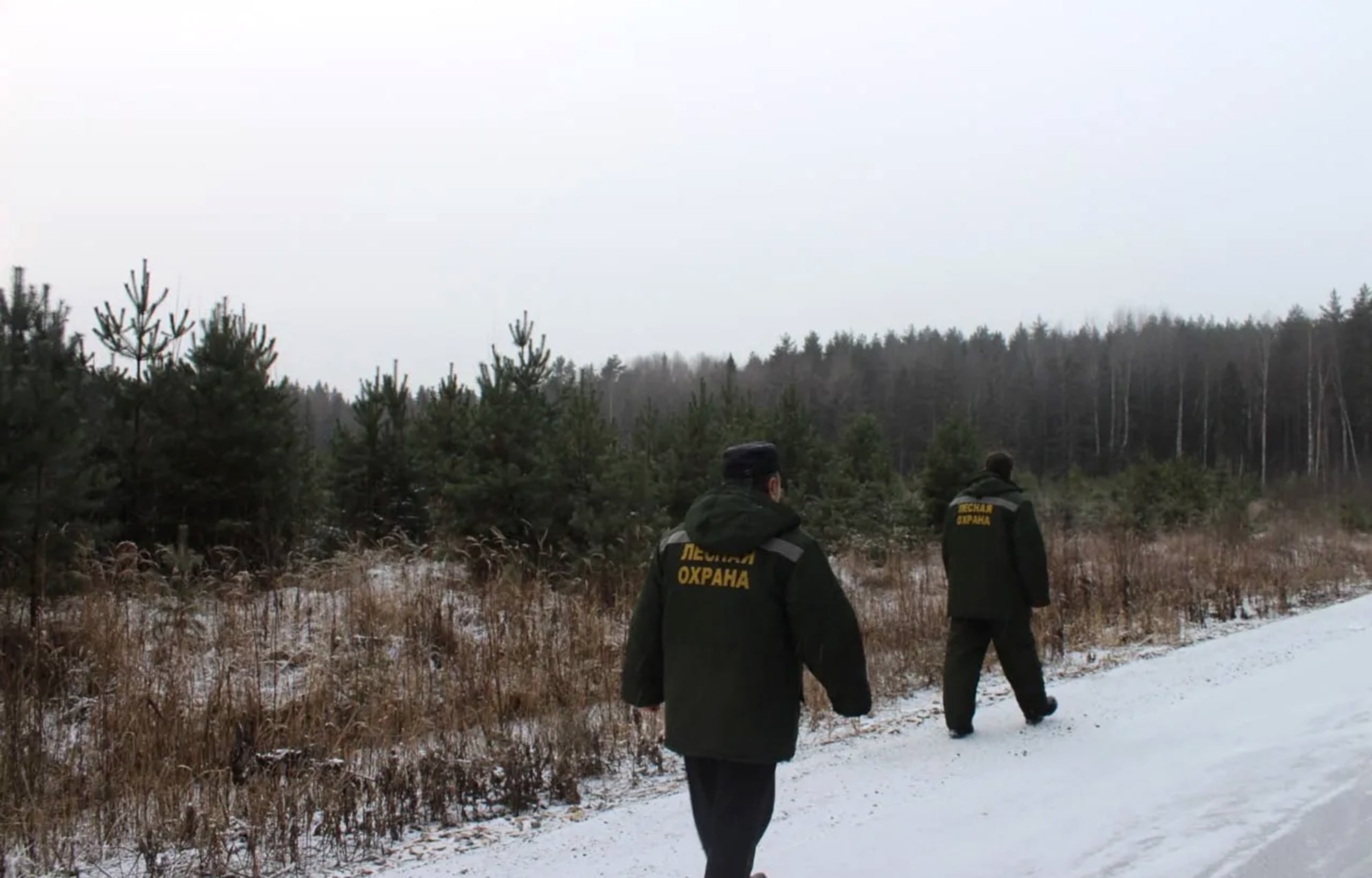 В Тверской области усилили охрану хвойных деревьев от незаконных рубок