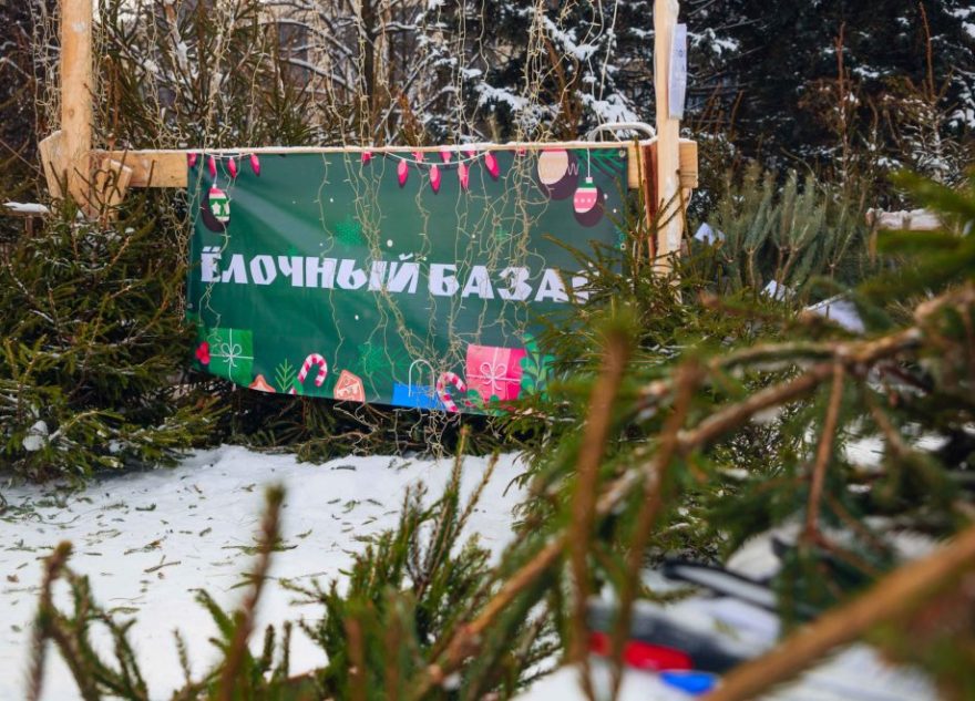 В городе Бологое откроют ёлочные базары