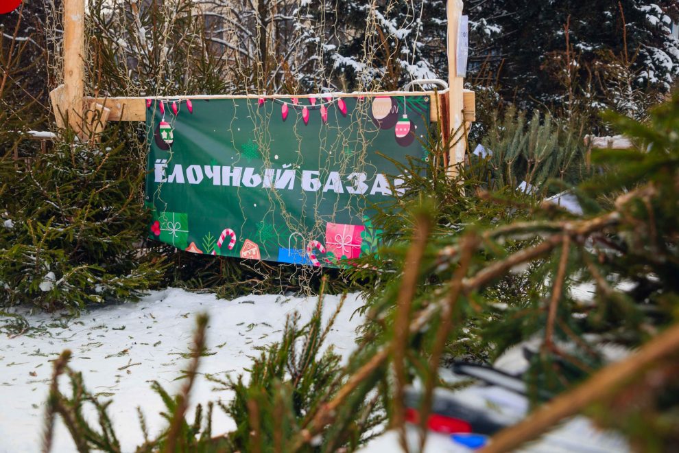В городе Бологое откроют ёлочные базары