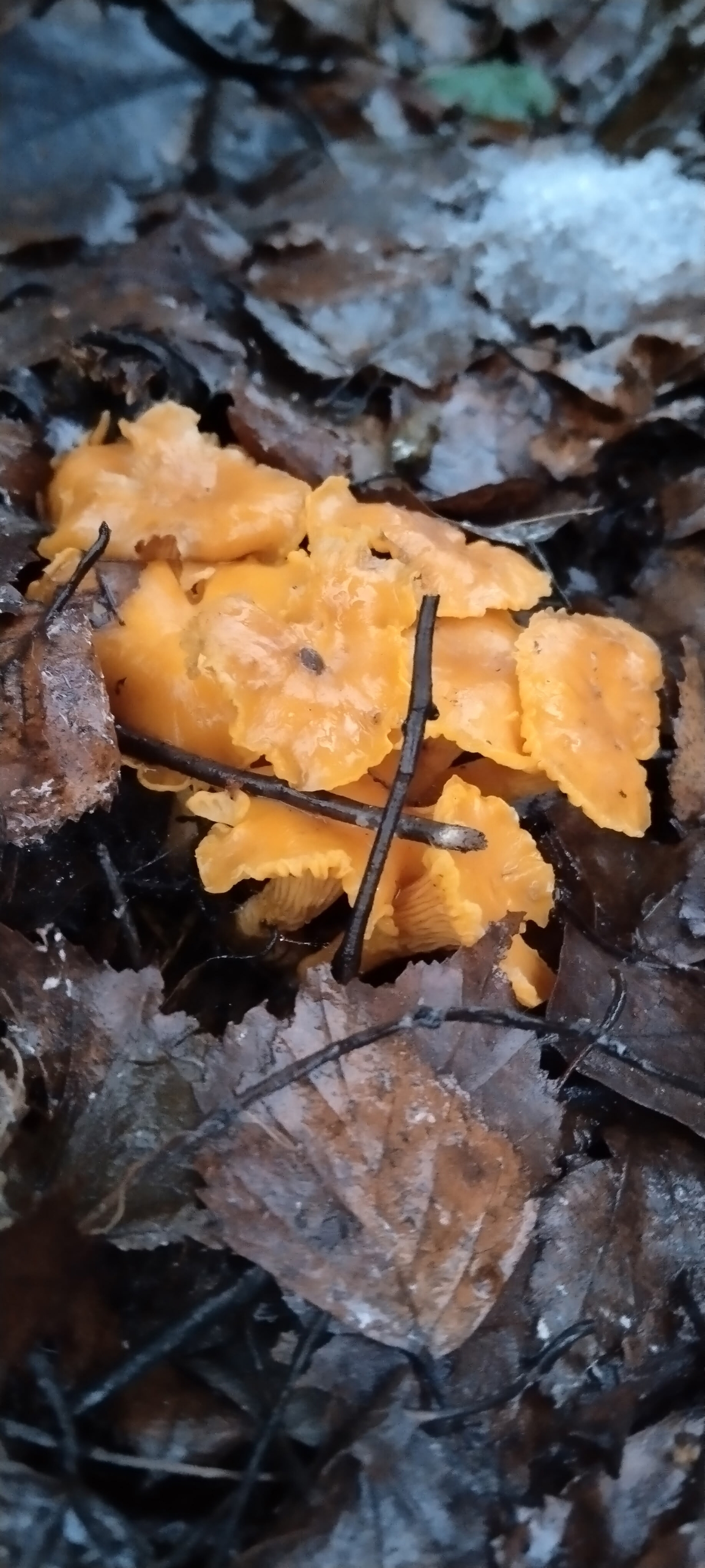 Жители Тверской области собирают зимние лисички и другие грибы