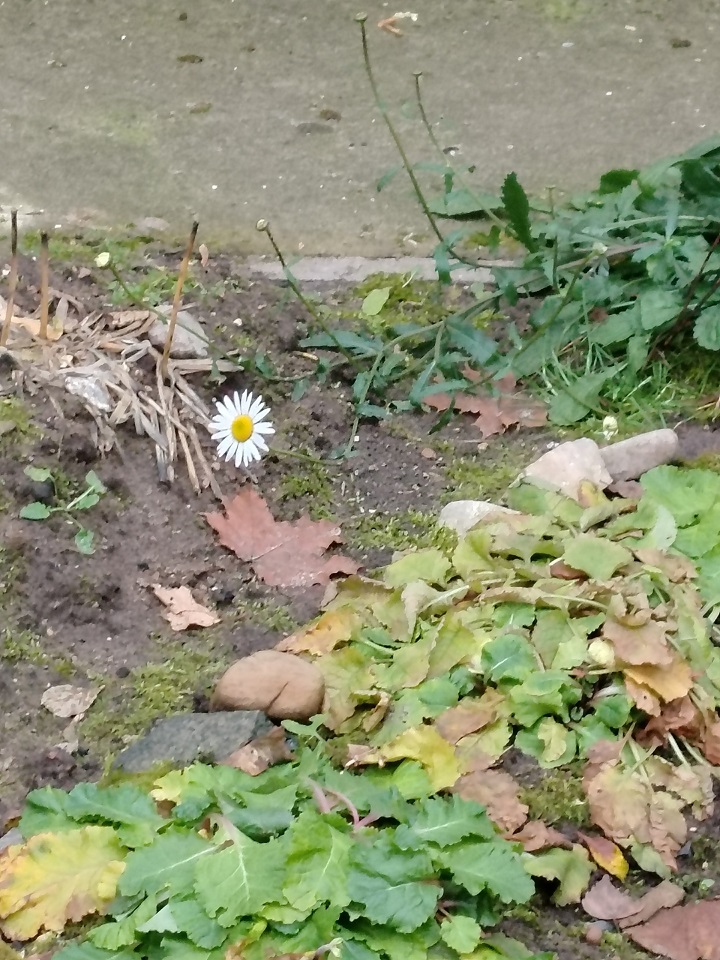 В Тверской области распустились первоцветы и ромашки