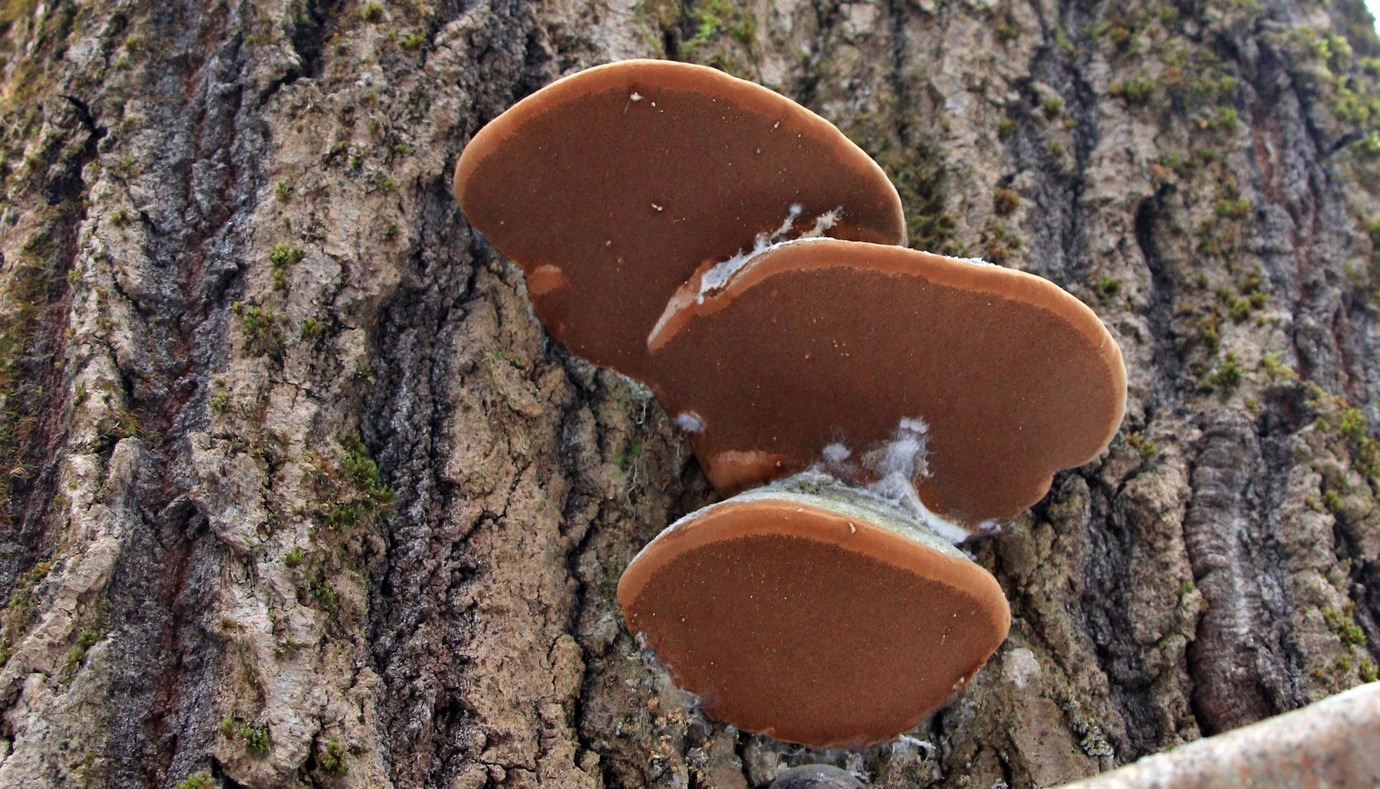 Тверской ДК "Пролетарка" приглашает на новогодние представления "СНЕГ"