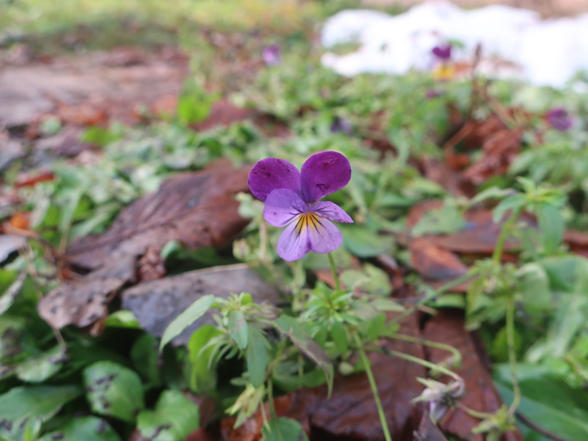 С наступлением зимы жителей Тверской области поздравили цветущим репортажем