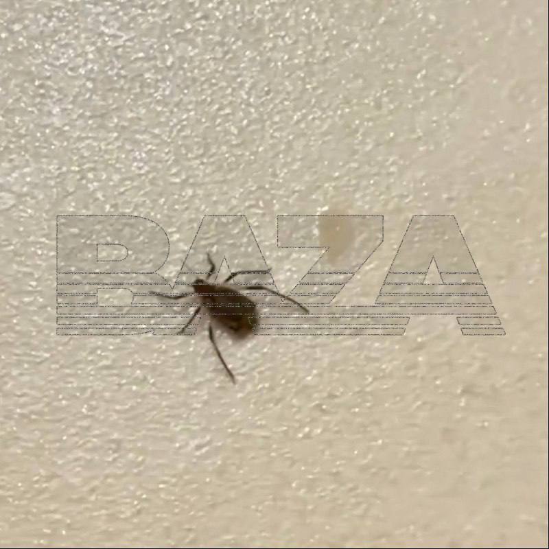 Квартиры жителей Центральной России атакуют хвойные клещи