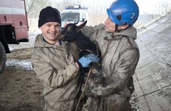 В Твери спасатели вызволили козу, которая провалилась в яму под мостом козу